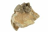 Oreodont (Merycoidodon) Jaw Section - South Dakota #268777-1